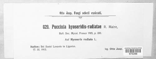 Puccinia hyoseridis-radiatae image